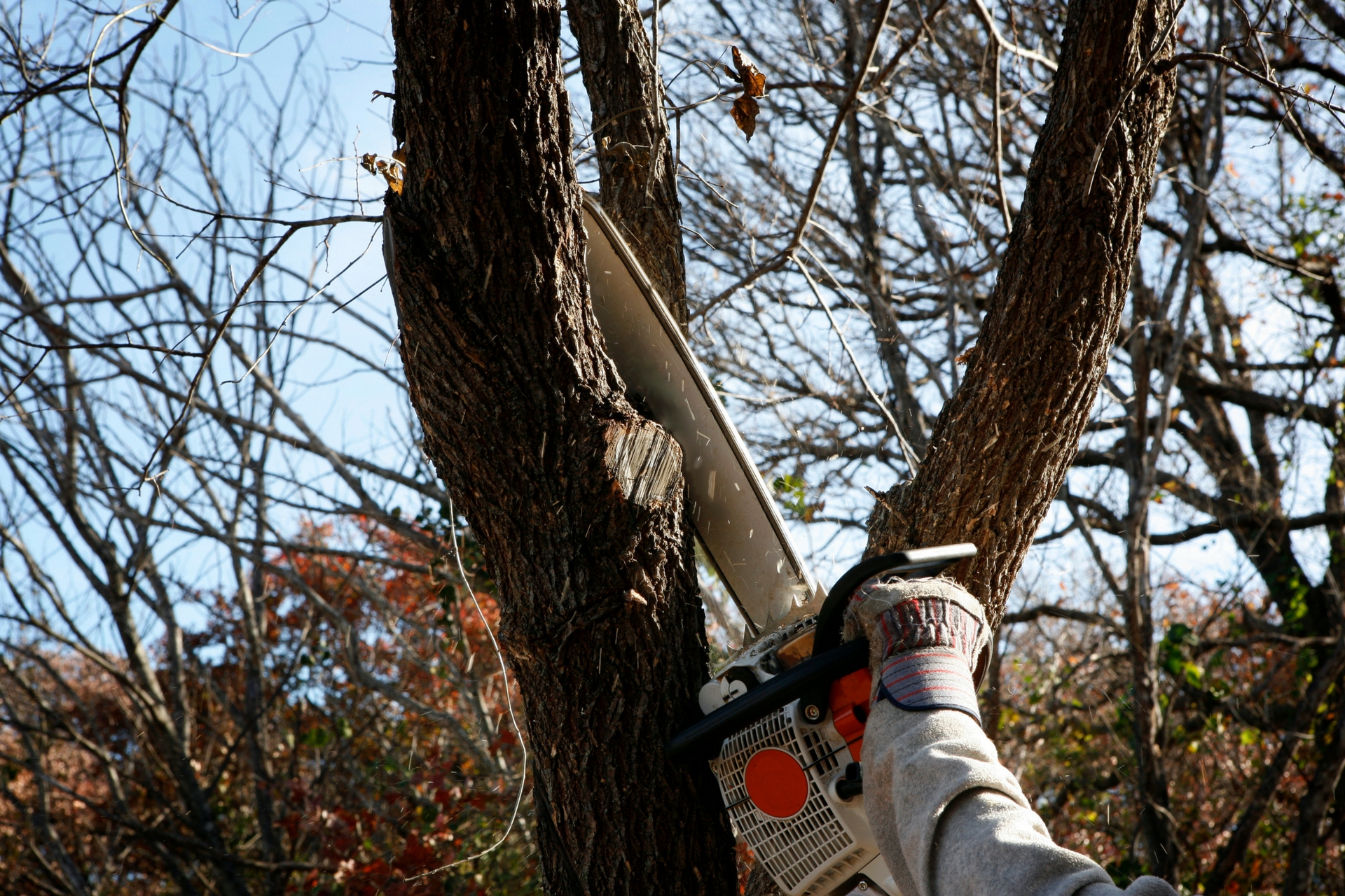 Tree-removal-north-east